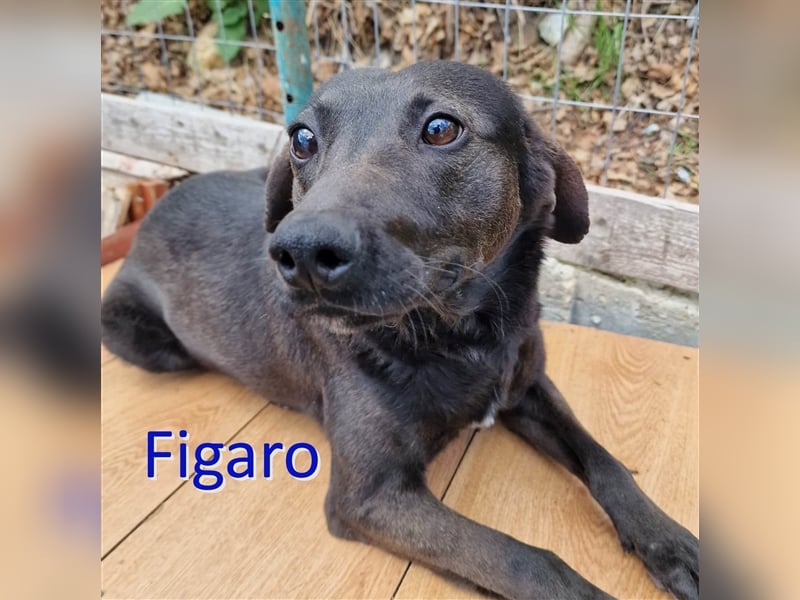 FIGARO ❤ sucht Zuhause oder Pflegestelle