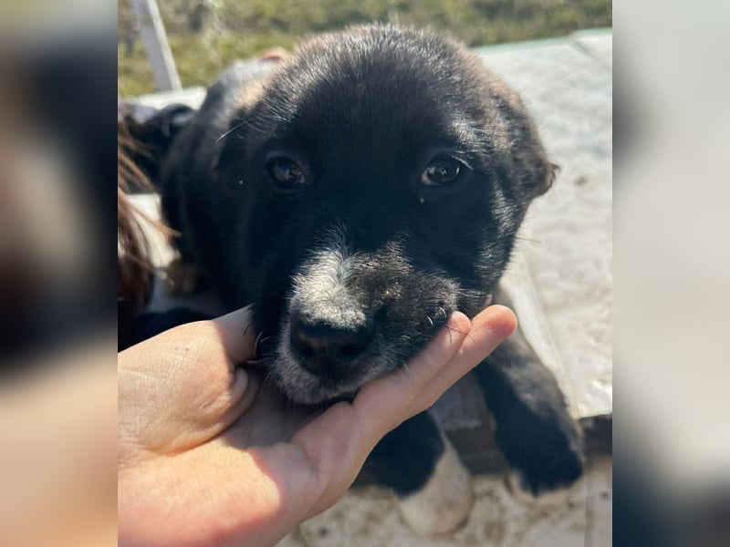 Woopy, wunderschönes Hundemädchen sucht zuverlässige Menschen