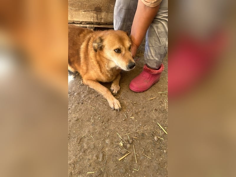 Ein Körbchen für Vulpi