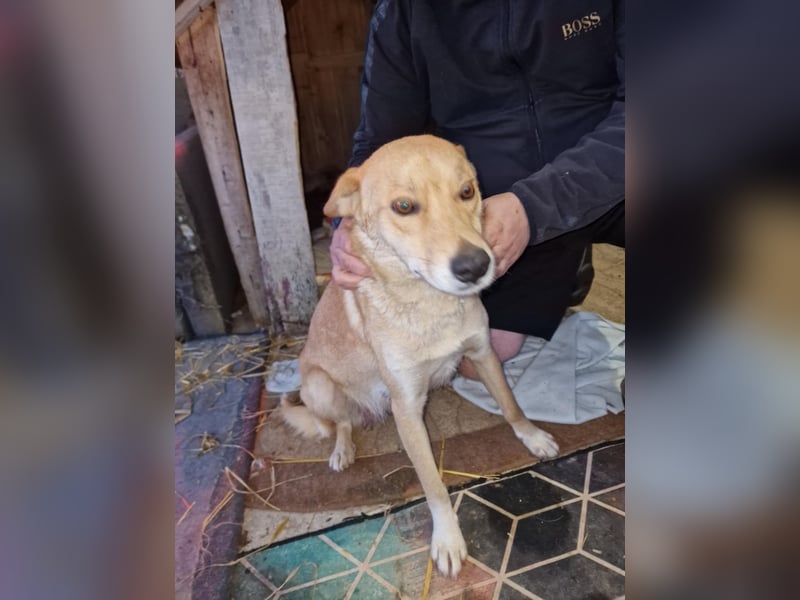 Talia, junge Hundemama sucht Körbchen zum Bleiben