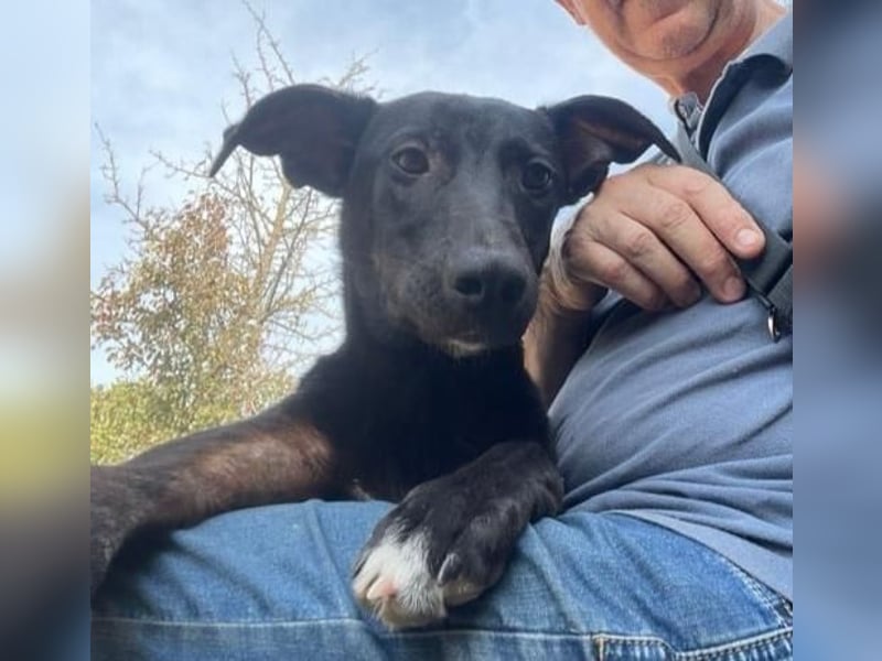 PERRY ❤ sucht Zuhause oder Pflegestelle