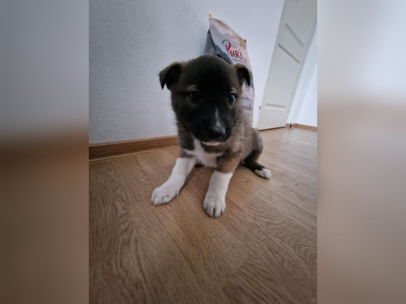 Timi, kleiner Hundemann sucht seine Menschen