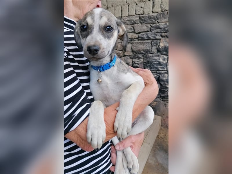 SISSY ❤ sucht Zuhause oder Pflegestelle