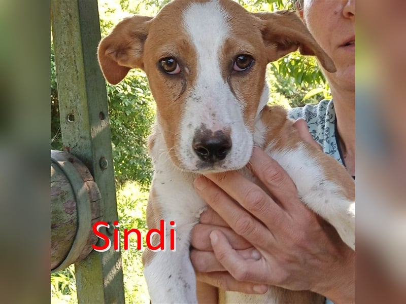 SINDI ❤ sucht Zuhause oder Pflegestelle