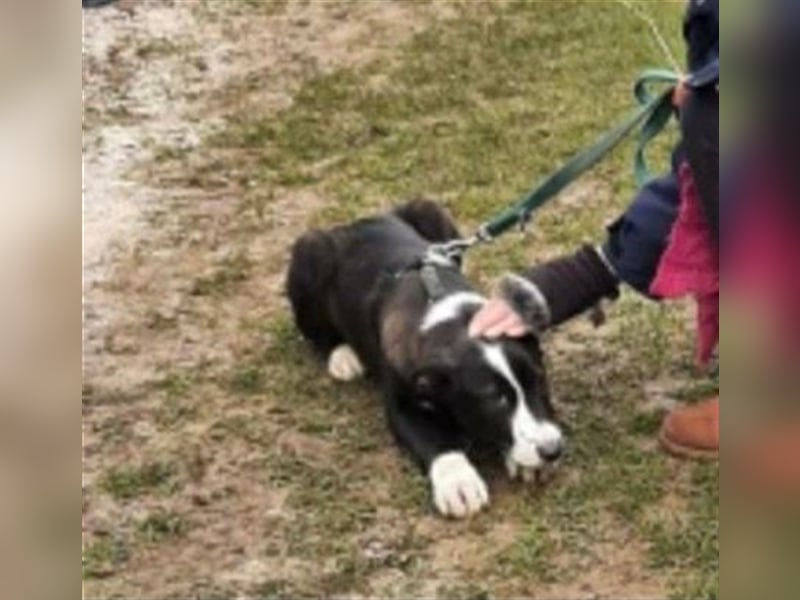 SANDY ❤ Eilig! sucht Zuhause oder Pflegestelle