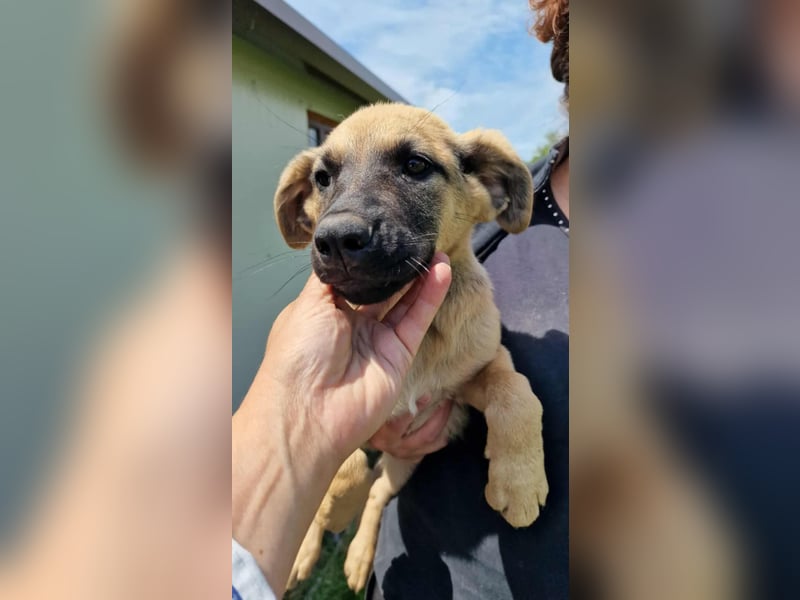 CHICCA ❤  wartet in 26676 Barßel auf Dich