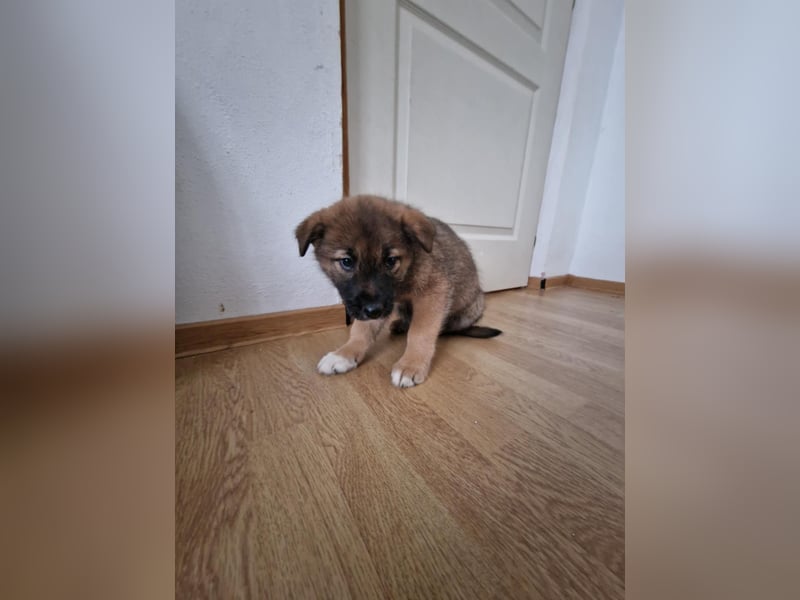 Tomi, kleiner Zwerg sucht sein passendes Körbchen