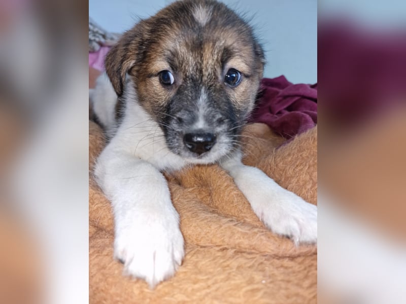 Titus sucht seine Menschen für immer