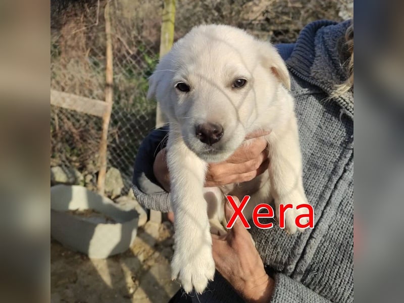 XERA ❤  sucht Zuhause oder Pflegestelle