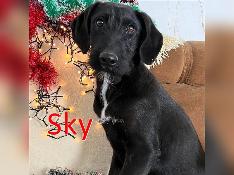 SKY ❤ sucht Zuhause oder Pflegestelle