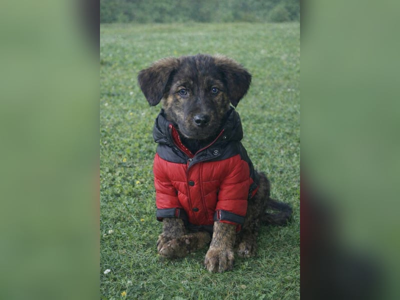 DENIS ❤ EILIG! sucht Zuhause oder Pflegestelle