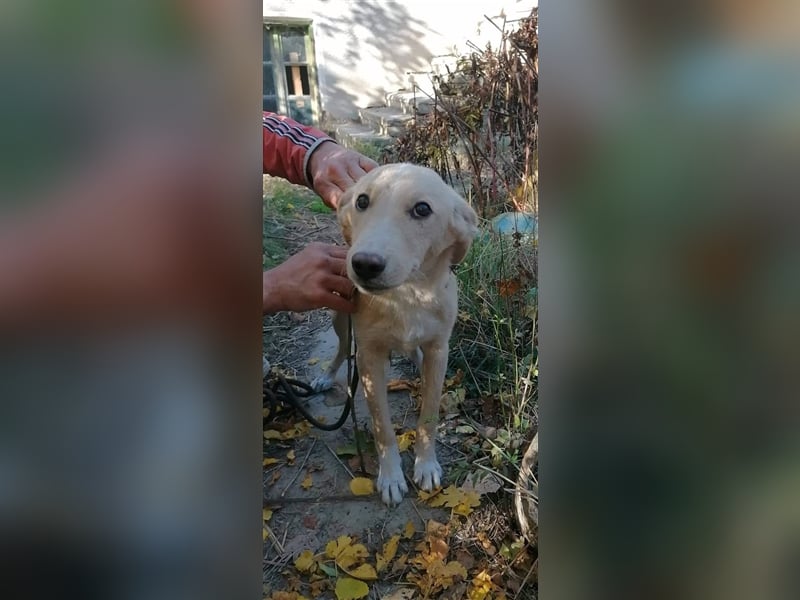 BASTOS ❤ sucht Zuhause oder Pflegestelle