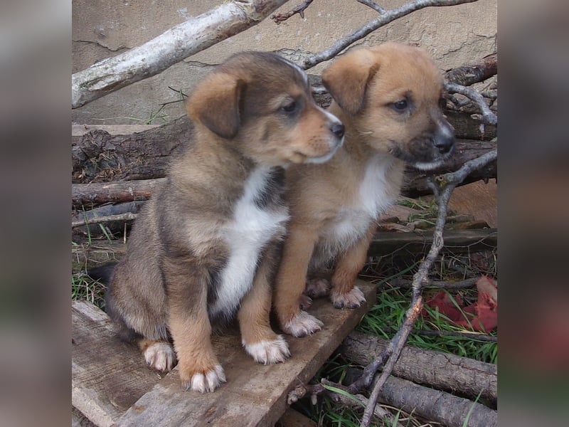 OREO ❤ EILIG! sucht Zuhause oder Pflegestelle