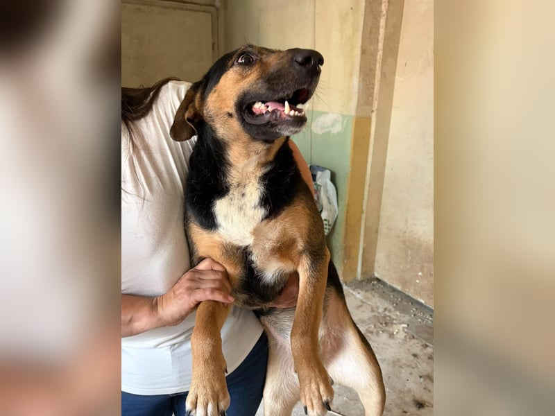 BRUNNO ❤️EILIG!  sucht Zuhause