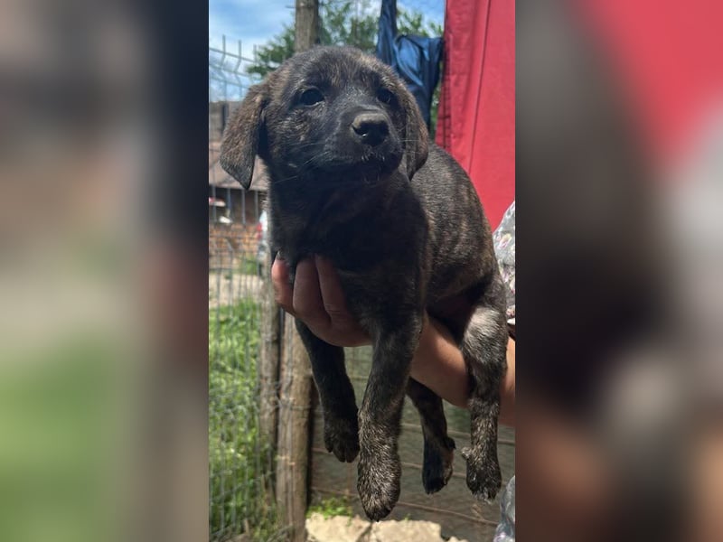 Coco, kleines Hundemädchen sucht Anschluß