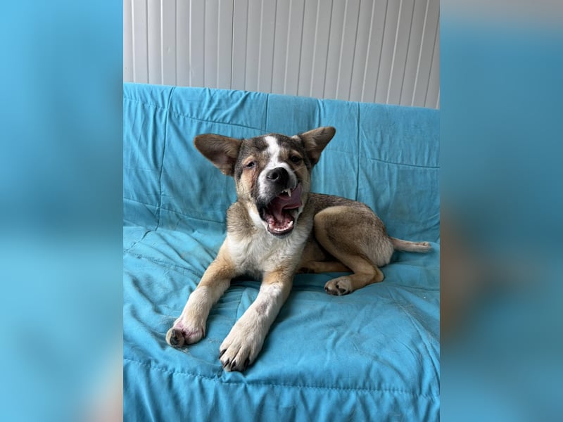 MISHA ❤ EILIG! sucht Zuhause oder Pflegestelle