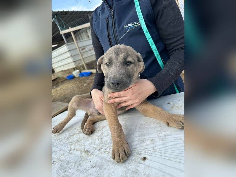 Xerox, süßer geht fast nicht