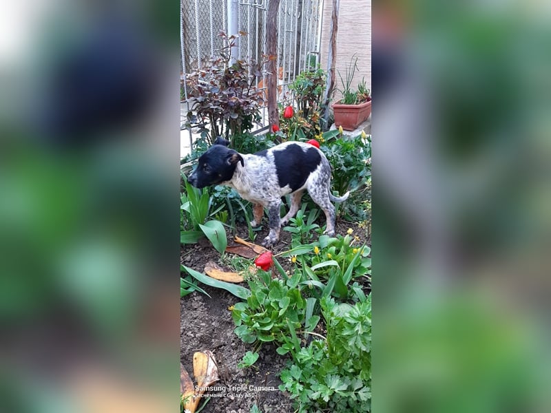 TINA ❤ sucht Zuhause oder Pflegestelle