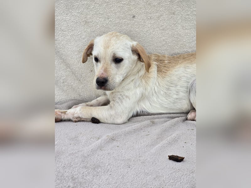 Daisy - zuckersüßes Hundemädchen