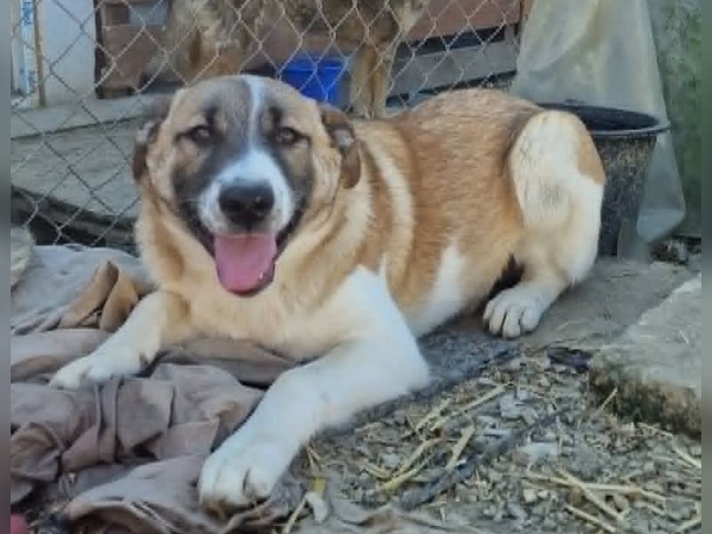 Tyler, kleiner Hundemann auf der Suche nach dem Glück