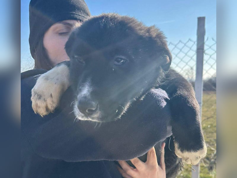 Woopy, wunderschönes Hundemädchen sucht zuverlässige Menschen