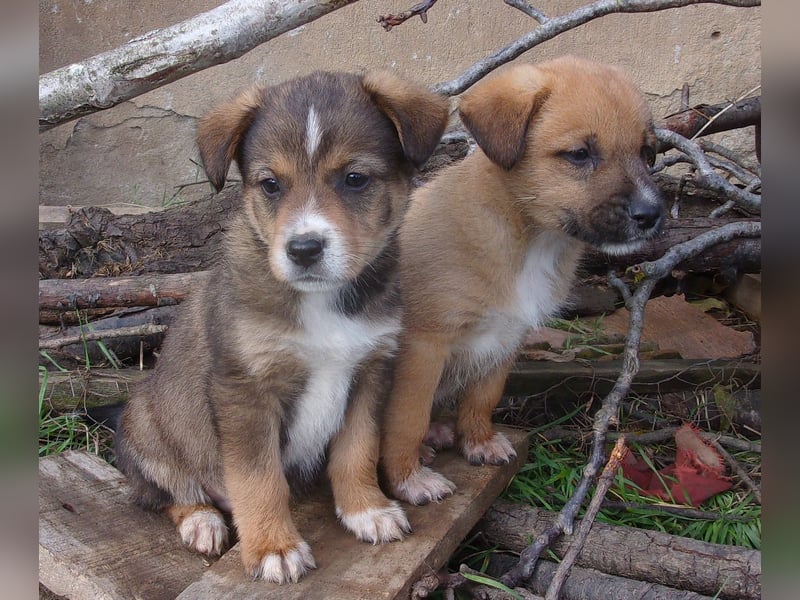 OREO ❤ EILIG! sucht Zuhause oder Pflegestelle