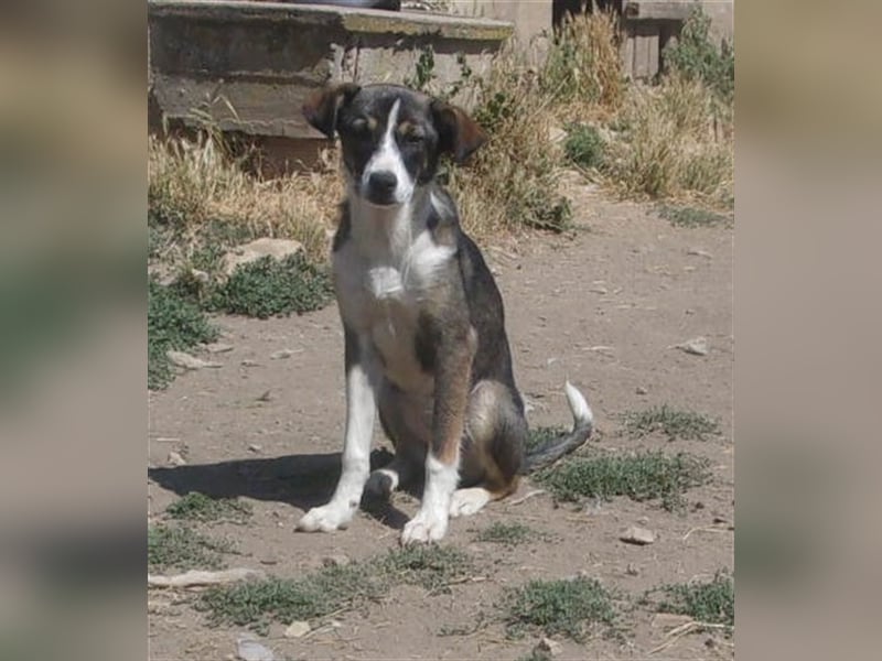 JENNA ❤  sucht Zuhause oder Pflegestelle