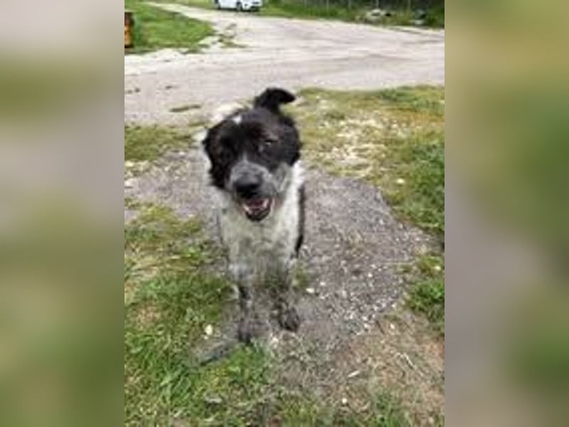 NIKA ❤️ EILIG sucht Zuhause oder Pflegestelle