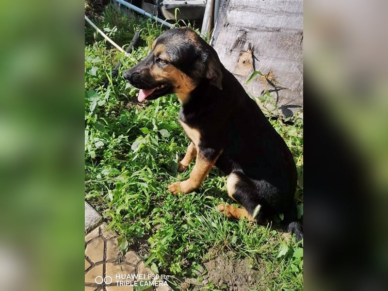 NOLA ❤ sucht Zuhause oder Pflegestelle