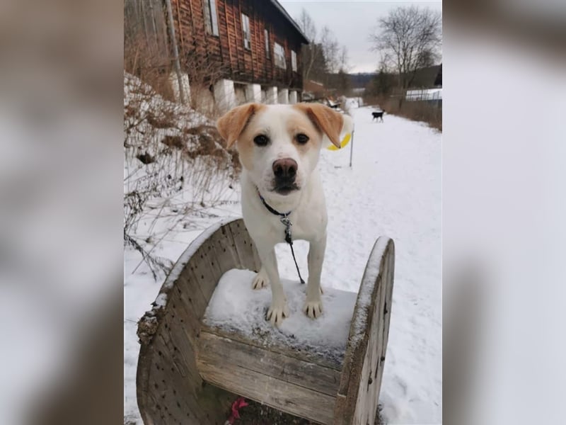 BRADY warete in 07806 Weira auf Dich