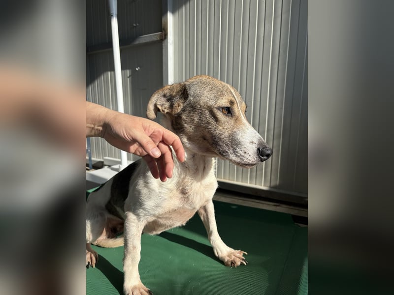 RAVENA ❤ wartet in 52441 Linnich-Gereonsweiler auf Dich