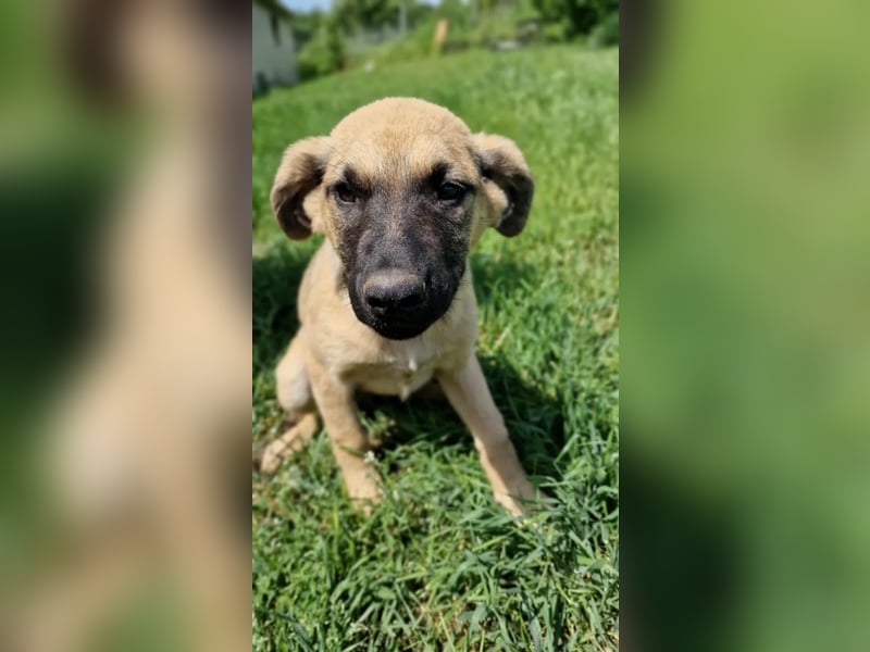 CHICCA ❤  wartet in 26676 Barßel auf Dich