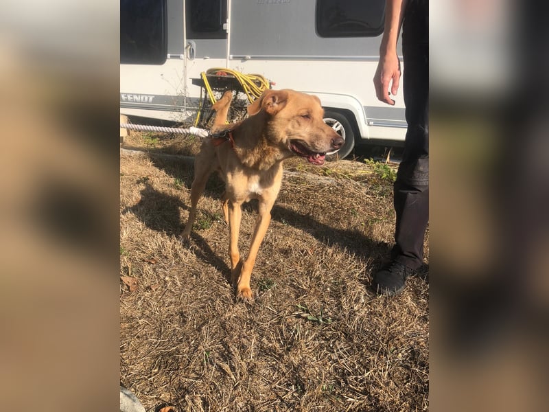 SHRIMP ❤️ sucht Zuhause oder Pflegestelle