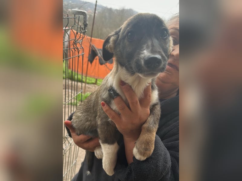 Arielle, kleine Zuckerschnute sucht Bleibe für immer