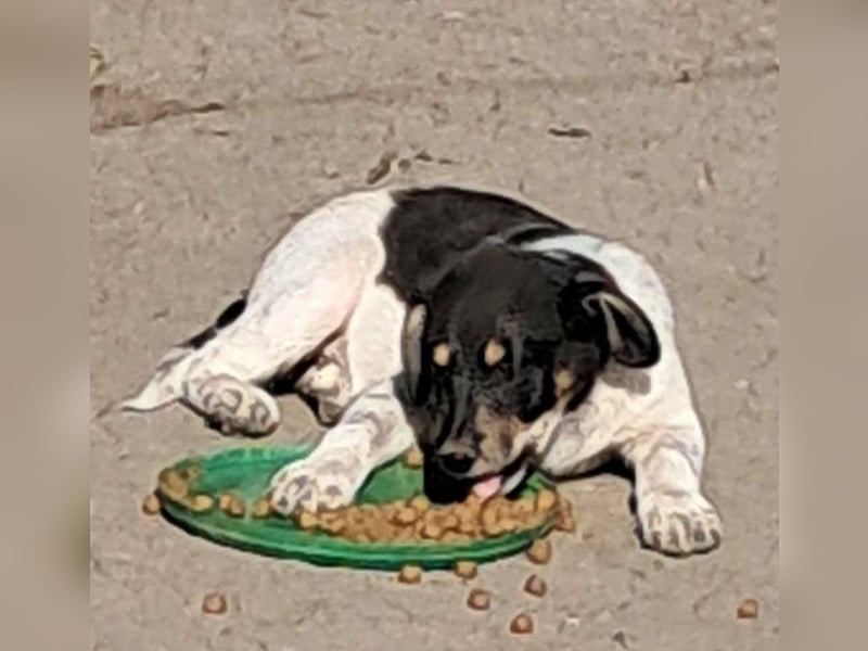 Vasko, hübscher Hundebub sucht liebevolle Menschen