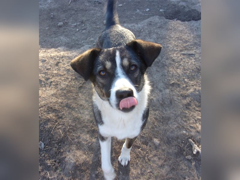 JENNA ❤  sucht Zuhause oder Pflegestelle