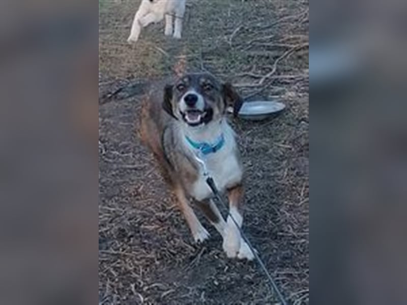 VALENTINA ❤  sucht Zuhause oder Pflegestelle