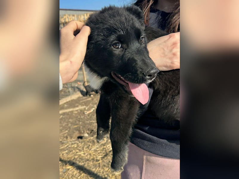 Wolle, lustiger Hundebub sucht sein Glück