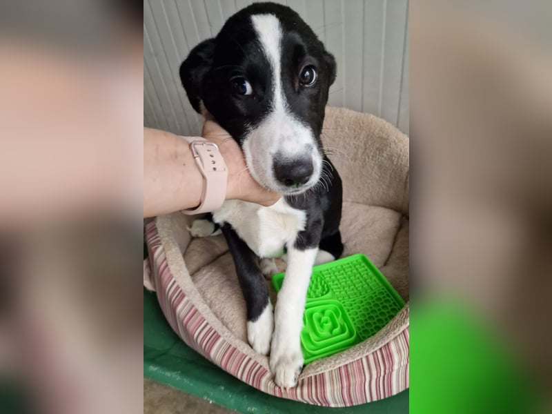 ELIO ❤️ Sehr EILIG! sucht Zuhause oder Pflegestelle