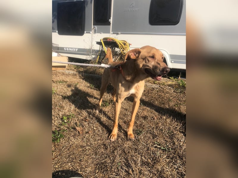 SHRIMP ❤️ sucht Zuhause oder Pflegestelle