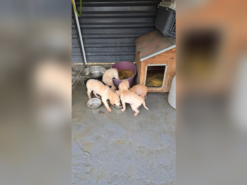 Daisy - zuckersüßes Hundemädchen