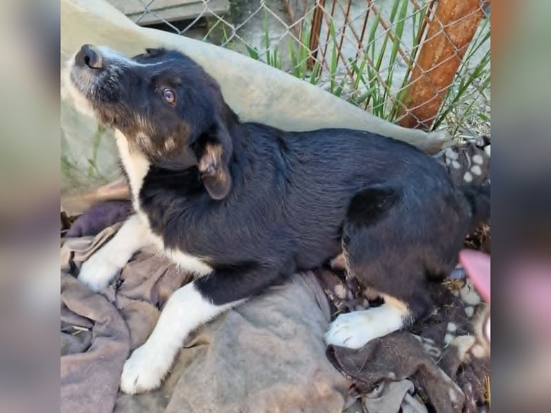 Toffy, kleines Hundemädchen sucht liebevolle Hände