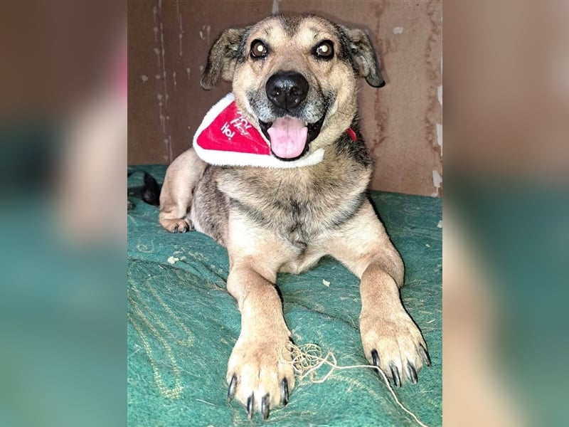 STEFAN ❤ sucht Zuhause oder Pflegestelle