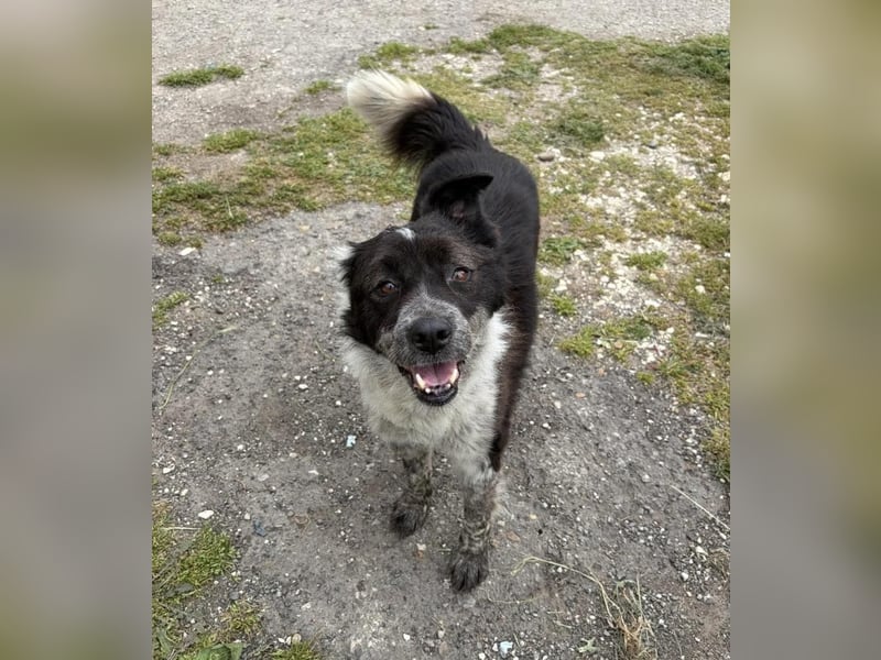 NIKA ❤️ EILIG sucht Zuhause oder Pflegestelle