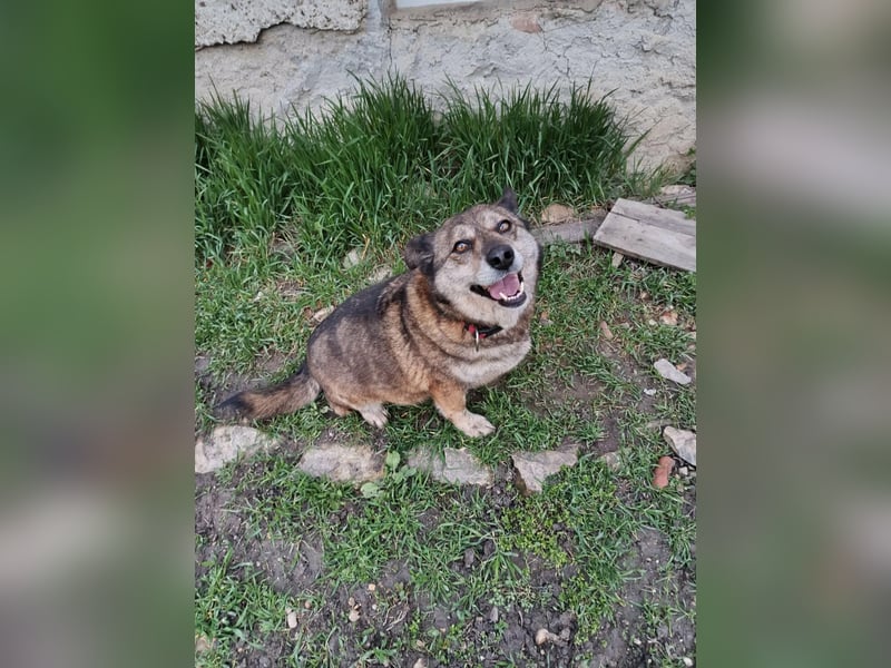 DORA ❤  sucht Zuhause oder Pflegestelle