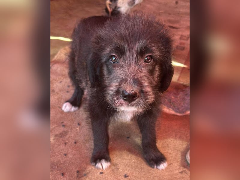 Dolly, kleines Hundemädchen sucht Familie