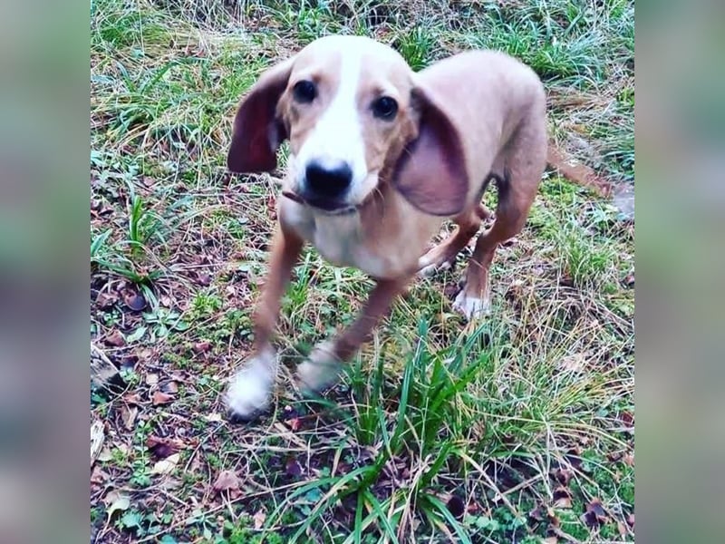 RIKICA ❤ sucht Zuhause oder Pflegestelle