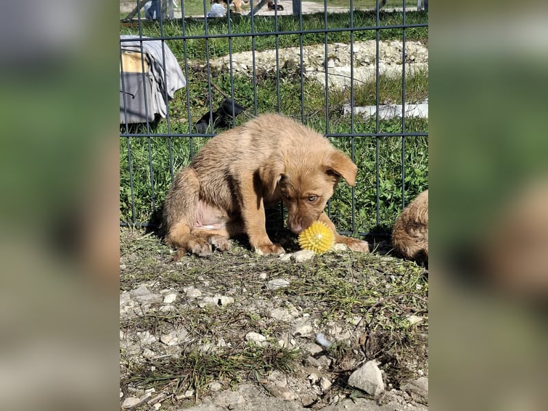 CALISY ❤ EILIG! sucht Zuhause oder Pflegestelle