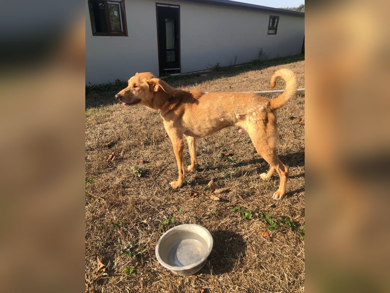SHRIMP ❤️ sucht Zuhause oder Pflegestelle