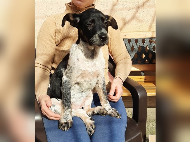 TINA ❤ sucht Zuhause oder Pflegestelle